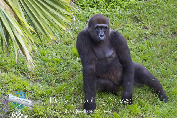 -Se aproxima el nacimiento de un gorila en Busch Gardens-