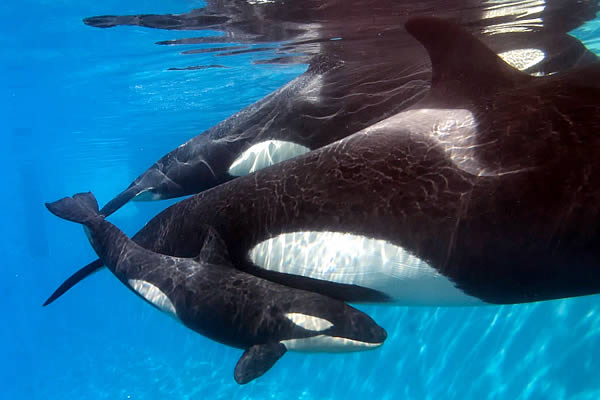 -Nace una orca en Seaworld San Diego-