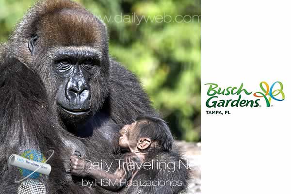 -Un nuevo gorila en Busch Gardens-