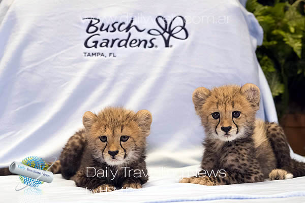 -Bebs guepardos muy bien cuidados y mimados en Busch Gardens-