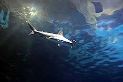 -Scalloped Hammerheads at Shark Reef Aquarium-