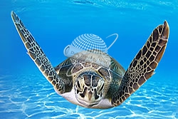 -Atlantis Paradise Island lanza un programa de liberacin de tortugas beb-