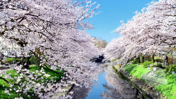La belleza de Japn en abril con la floracin de los cerezos