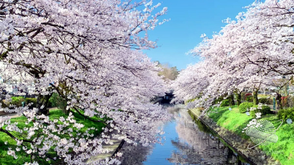 La belleza de Japn en abril con la floracin de los cerezos