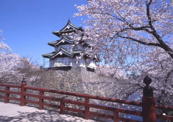 Tohoku, en Japòn, es como caminar sobre un manto de flores de cerezo 