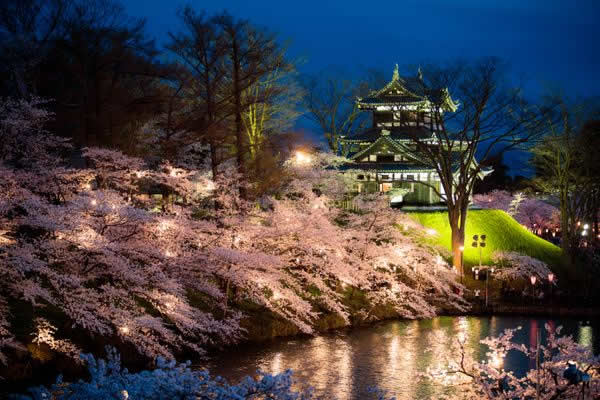 Tohoku, en Japòn, es como caminar sobre un manto de flores de cerezo 