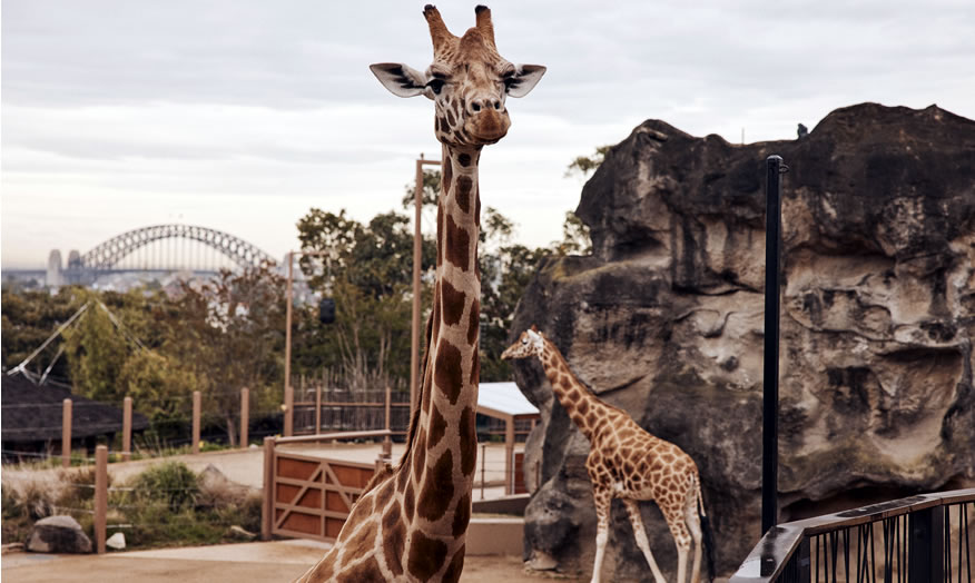 Sydney espera a los visitantes con innumerables experiencias