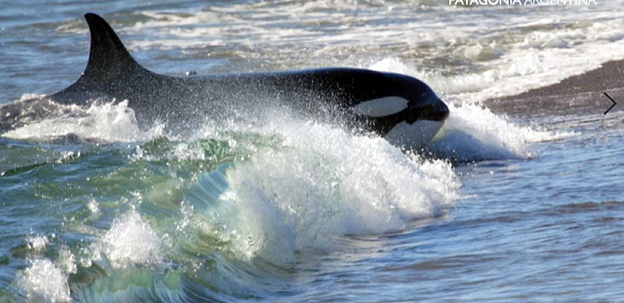 Orcas, lobos y elefantes marinos forman parte de un espectáculo único durante los meses de marzo y abril