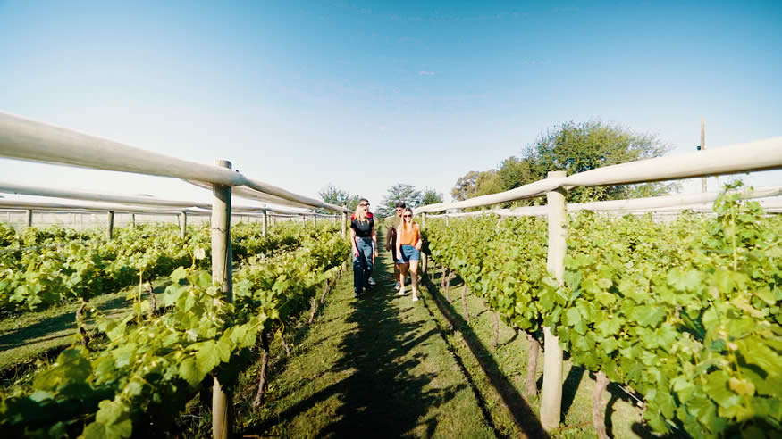 Junin vinos y gastronomia