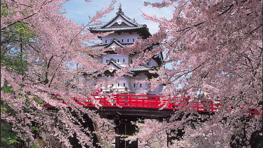 -Tohoku, en Japn, es como caminar sobre un manto de flores de cerezo -