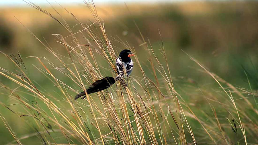 -Corrientes se potencia como destino de naturaleza con el Avistaje de Aves-