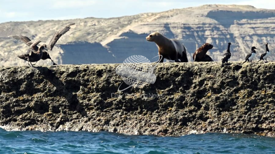 -Orcas, lobos y elefantes marinos forman parte de un espectáculo único en Chubut durante marzo y abri-