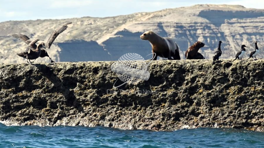 -Orcas, lobos y elefantes marinos forman parte de un espectculo nico en Chubut durante marzo y abri-