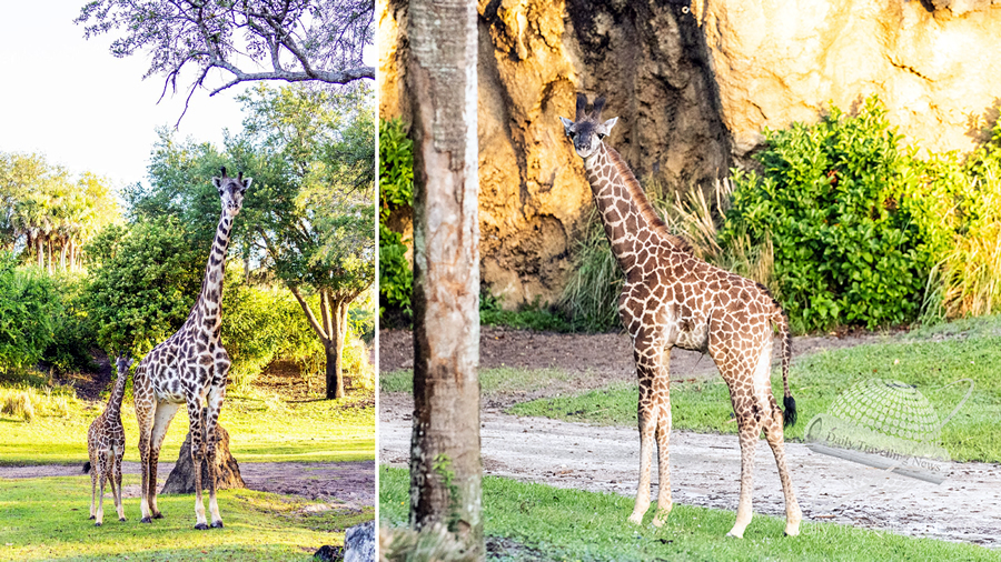 -Llegó Tucker la nueva jirafa bebé en Disney Animal Kingdom-