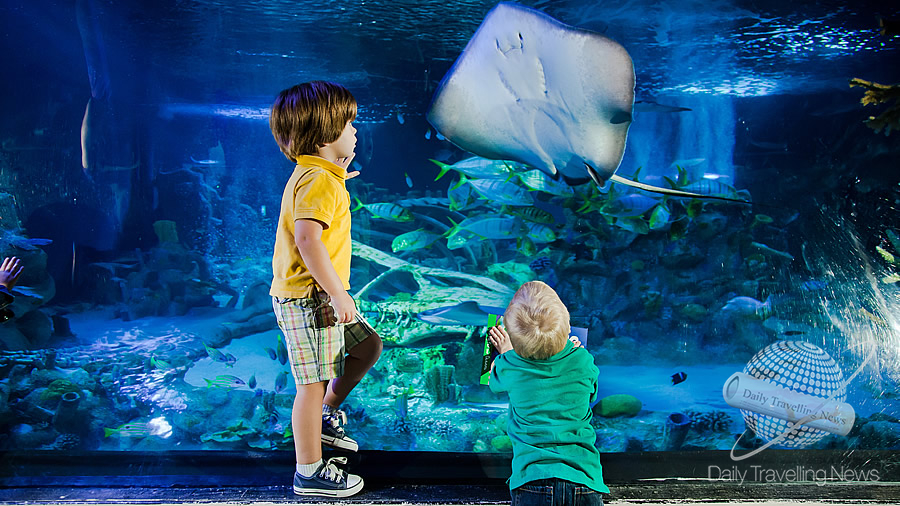 -Los primeros animales nadan en SEA LIFE Florida en LEGOLAND® Florida Resort-