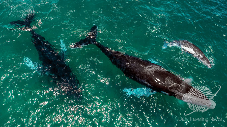 -Avistamiento de ballenas: vive la magia del Pacífico en Panamá-