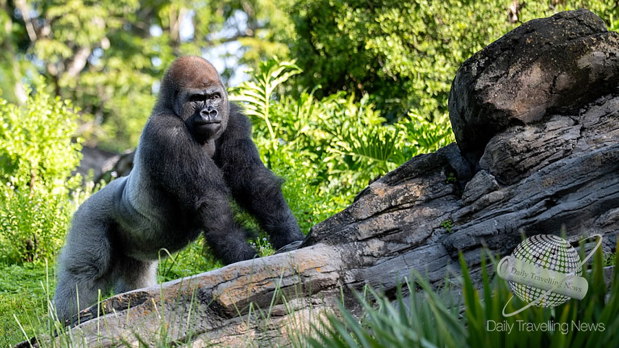 -Conozcan a Bakari, el nuevo gorila de lomo plateado en Disney Animal Kingdom-