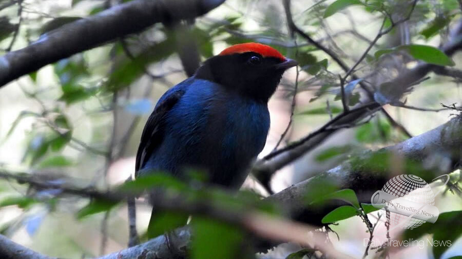 -Misiones un destino para descubrir a través de sus aves-