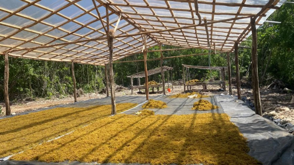 Royal Caribbean Group avanza en su programa de manejo de sargazo en Mahahual, México