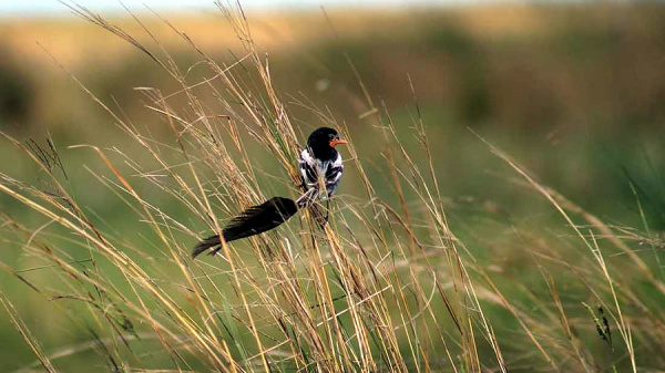 Corrientes se potencia como destino de naturaleza con el Avistaje de Aves