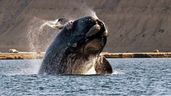 Comienza la Semana de las Ballenas en Chubut