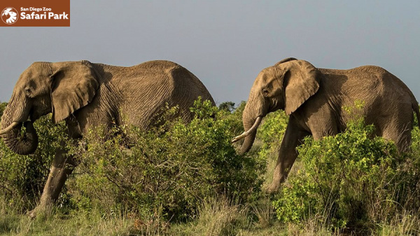San Diego Zoo Safari Park anuncia Elephant Valley
