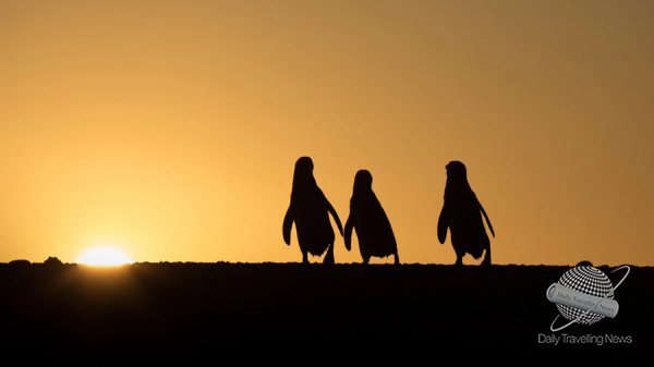 Chubut lanza la Temporada de Pingüinos 2023-2024
