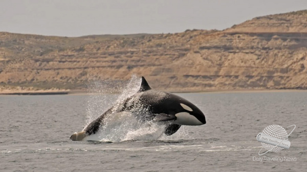 Comienza en Chubut una nueva Temporada de Orcas