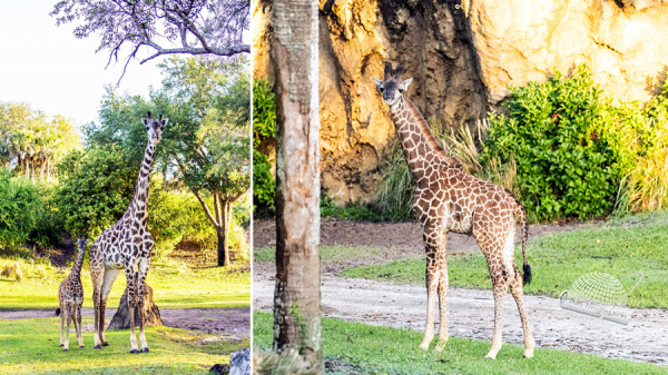 Lleg Tucker la nueva jirafa beb en Disney Animal Kingdom