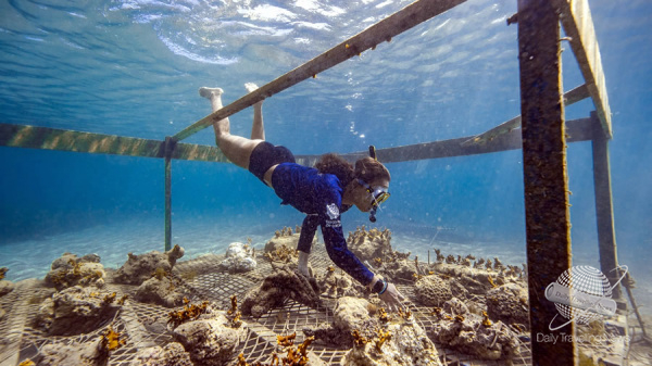 Embratur y la prefectura de Maragogi lideran iniciativa de turismo regenerativo con siembra de corales