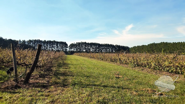 Bodega Ecovert es tradición e innovación en la vitivinicultura de Concordia