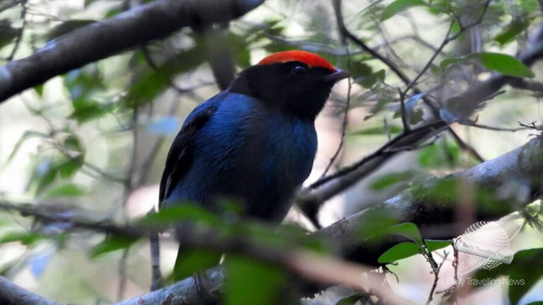 Misiones un destino para descubrir a trav�s de sus aves